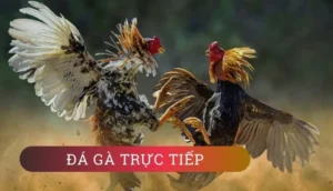 Bí Quyết Cách Chơi Đá Gà GA28 Tại FOR88 Để Thắng Lớn Nhanh Chóng