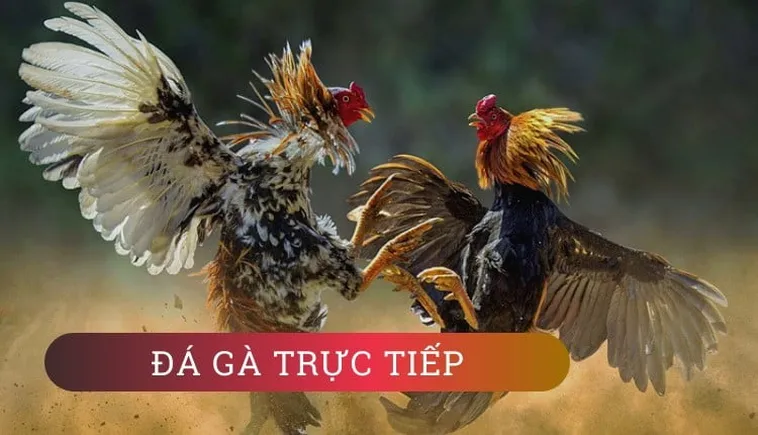 Bí Quyết Cách Chơi Đá Gà GA28 Tại FOR88 Để Thắng Lớn Nhanh Chóng